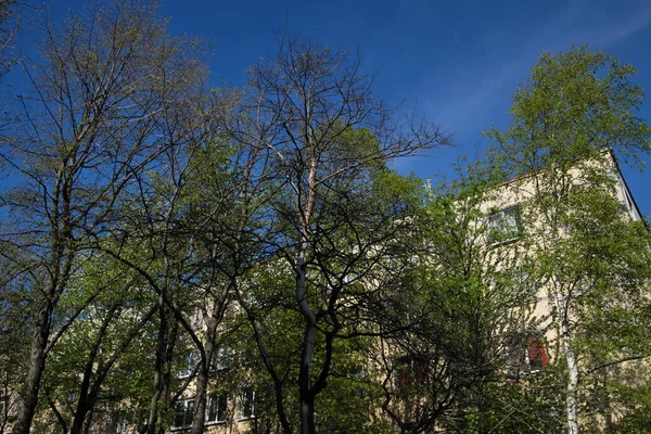 Mavi gökyüzüne karşı bir ağaç