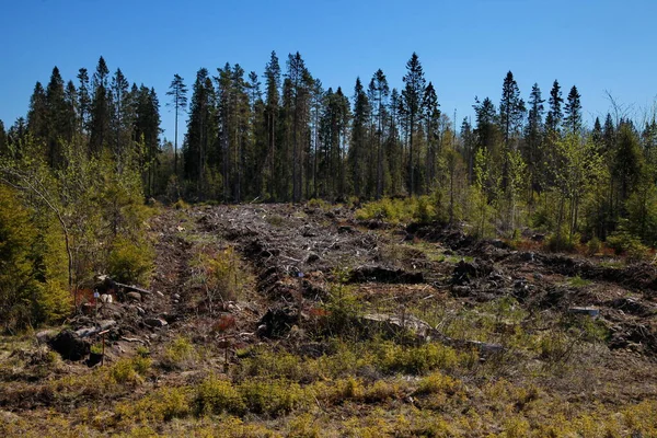 Ağaçlar ormanda yetişir.
