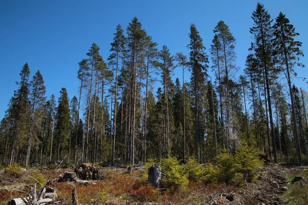 Tall trees in the forest