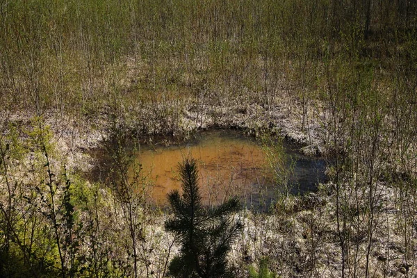 Ormanda küçük bir bataklık