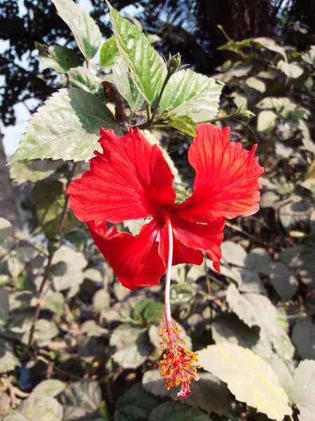 Imagen Primer Plano Hibisco Rojo — Foto de Stock