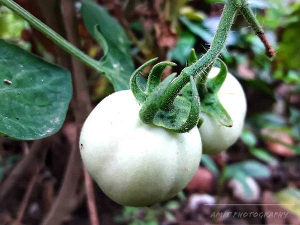 Dziecko Biały Pomidor Closepu Obraz — Zdjęcie stockowe