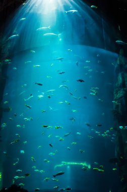 Balık ve köpekbalığı sürüleri su altı olarak görülen yüksek yuvarlak bir akvaryumda yüzüyorlar..