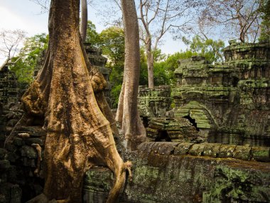 Angkor, Kamboçya 'daki Ta Phrom tapınağının çatılarında orman ağaçları büyümüş..