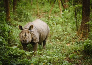 İzole edilmiş Hintli boynuzlu gergedan ormanda otluyor, Chitwan Ulusal Parkı, Nepal