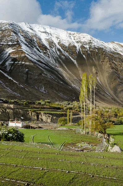 Vale Com Campos Cultivo Verdes Árvores Álamo Edifícios Cordilheira Himalaia — Fotografia de Stock