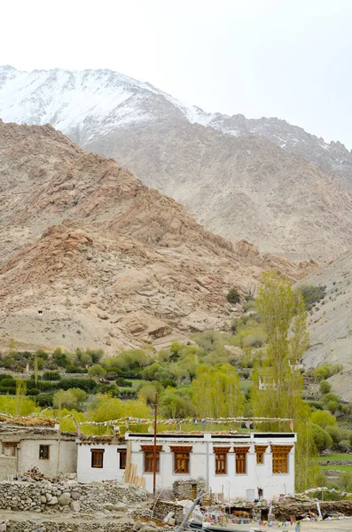 Hagyományos Iszap Faházak Rizs Termények Nyárfák Egy Zöld Völgyben Ladakh — Stock Fotó