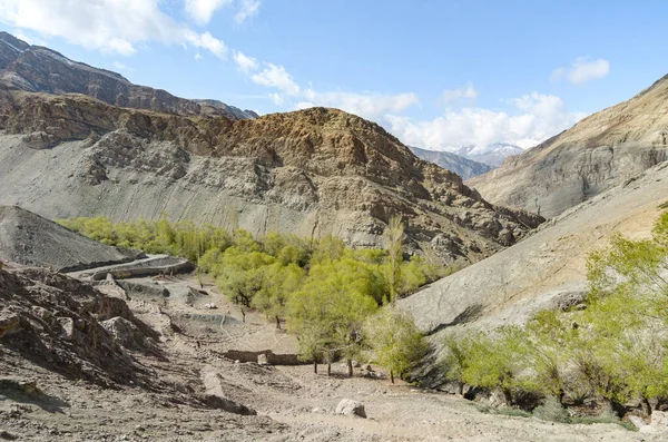 Paisagem Deserto Com Vale Árvore Verde Cordilheira Himalaia Indiano Destino — Fotografia de Stock