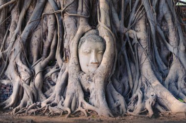 Ayutthaya antik kenti Tayland 'daki Wat Mahathat tapınağındaki kutsal incir ağacının köklerine sarılı bir Buda heykelinin başı.