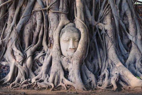 Ayutthaya antik kenti Tayland 'daki Wat Mahathat tapınağındaki kutsal incir ağacının köklerine sarılı bir Buda heykelinin başı.