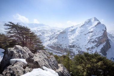 Tannourine Ormanı 'ndan eski bir sedir ağacı yükselir. Lübnan, Lübnan, Orta Doğu' daki Lübnan dağ sırasının önünde.