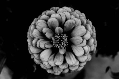 Dairesel bir çiçeğin siyah ve beyaz rengi