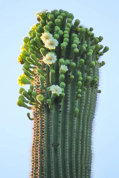 Cactus Sahuaro Con Flores Blancas Florecientes — Foto de Stock