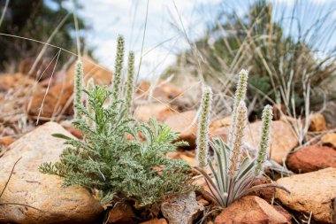 Kocaman perspektifli minik otlar.