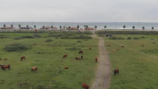 Αγελάδες Κοντά Στη Θάλασσα — Αρχείο Βίντεο