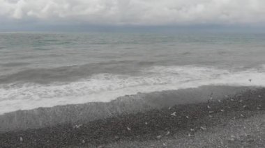 Dalgalı Karadeniz 'in üzerinde uçan martılar