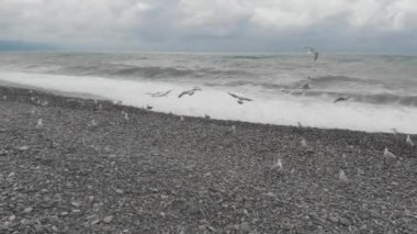 Dalgalı Karadeniz 'in üzerinde uçan martılar