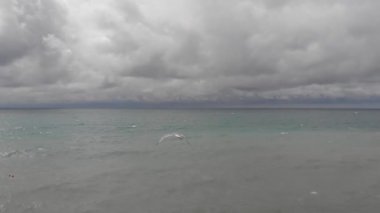 Dalgalı Karadeniz 'in üzerinde uçan martılar