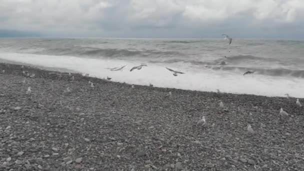 Mouettes Volant Dessus Mer Noire Ondulée — Video