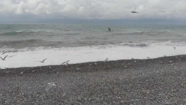 Gaivotas Voando Acima Mar Negro Ondulado — Vídeo de Stock