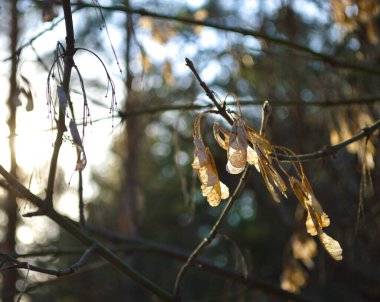 Ormandaki kül tohumlarının arasından geçen güneş.