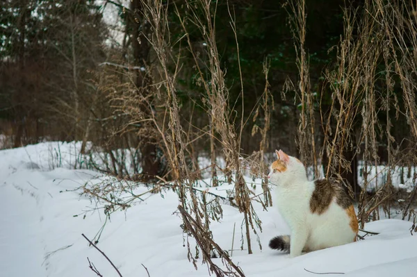 Кошка Сидит Снегу Лесу — стоковое фото