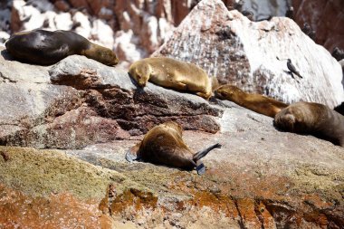 Deniz kurtları küçük adaların kayalarında uyuyan ve ısınan foklar.