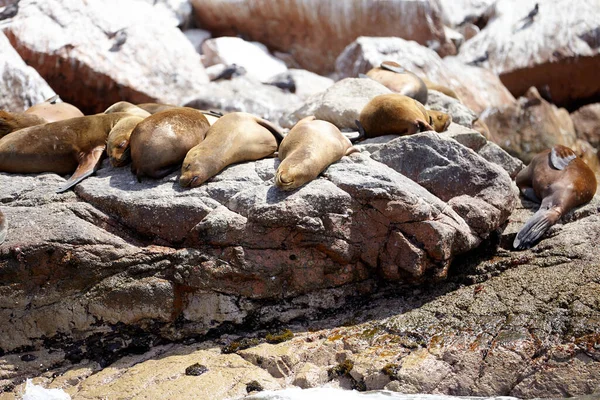 Sea wolves seals sleeping and heating up on the rocks of the sea little islands