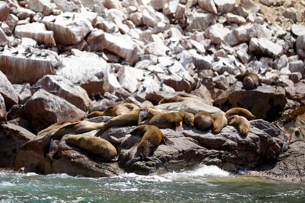 Sea wolves seals sleeping and heating up on the rocks of the sea little islands