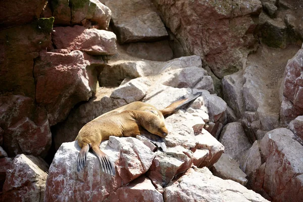 Sea wolves seals sleeping and heating up on the rocks of the sea little islands