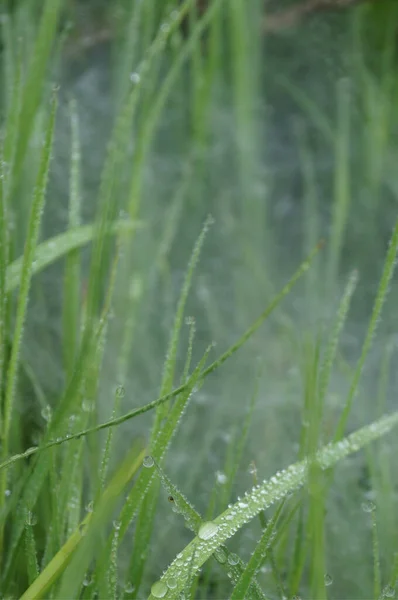 Morning Dew Grass — Stock Photo, Image