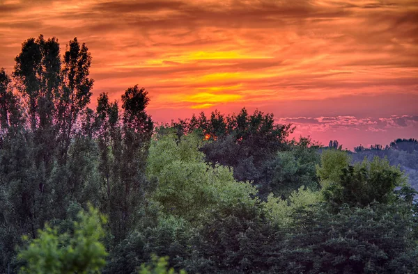 Pôr-do-sol dramático e forrest verde — Fotografia de Stock