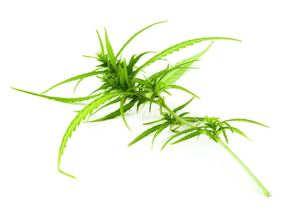 Hautnah mit Marihuana-Knospen isoliert auf weißem Hintergrund. — Stockfoto