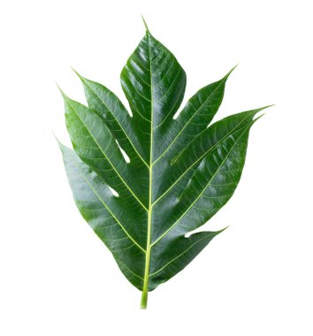 breadfruit leaf isolated on a white background clipart