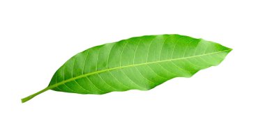 Beyaz arkaplanda yeşil mango yaprakları izole