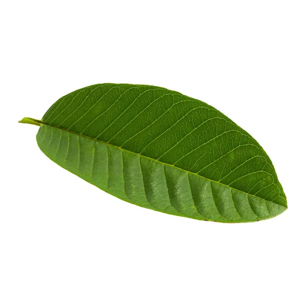 Φύλλο πράσινου γκουάβα απομονώνεται σε λευκό φόντο. — Φωτογραφία Αρχείου