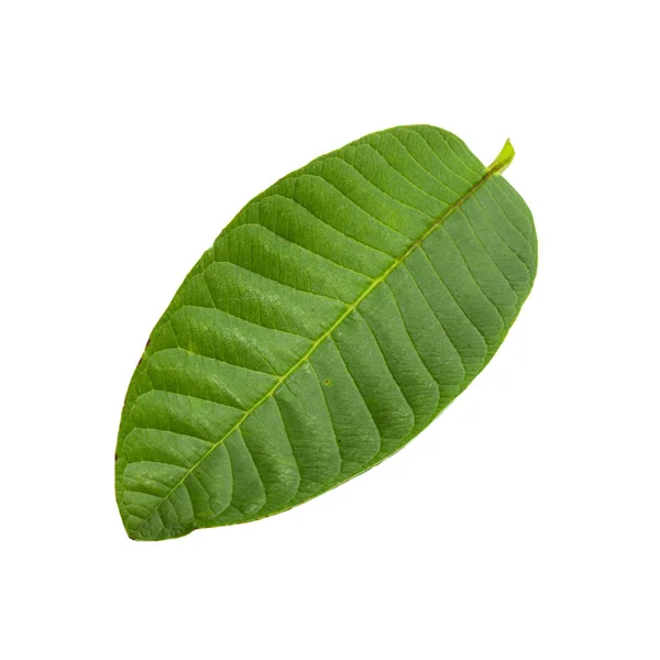 Hoja de guayaba verde aislada sobre fondo blanco . — Foto de Stock