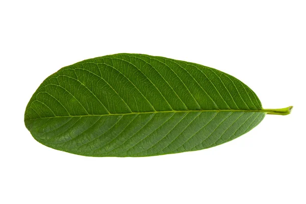 Zielony liść guawy na białym tle. — Zdjęcie stockowe