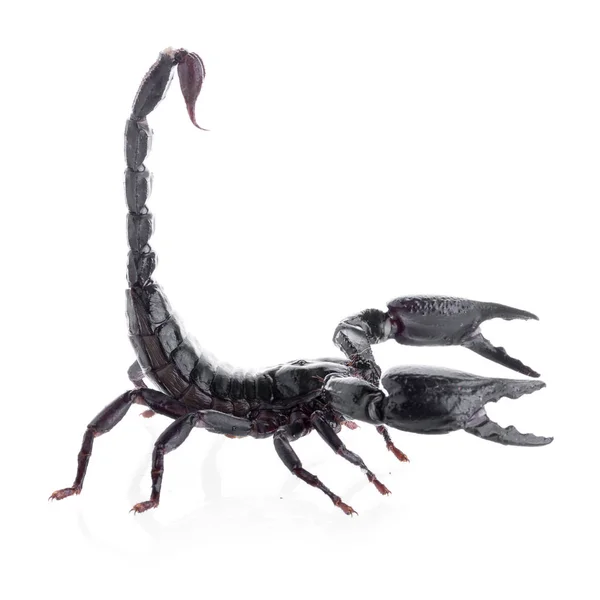 Black scorpions isolated on a white background — Stock Photo, Image