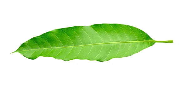 흰 바탕에 따로 떨어져 있는 녹색 망고 잎 — 스톡 사진