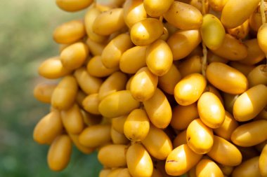 Hurma palmiyesi meyvelerini hurma ağacında. Th kuzeyinde yetiştirilen