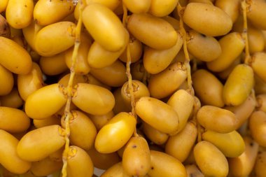 Hurma palmiyesi meyvelerini hurma ağacında. Th kuzeyinde yetiştirilen