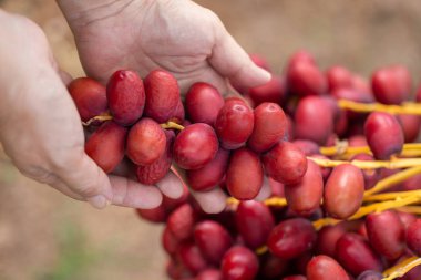 Hurma palmiyesi meyvelerini hurma ağacında. Th kuzeyinde yetiştirilen