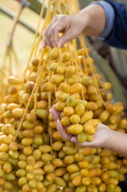 Hurma palmiyesi meyvelerini hurma ağacında. Th kuzeyinde yetiştirilen