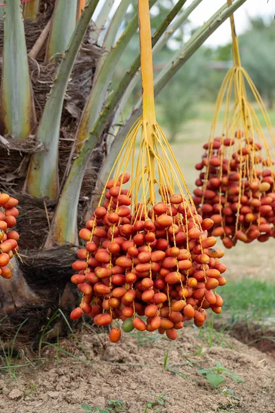 Date palms fruits on a date palms tree. grown in the north of Th
