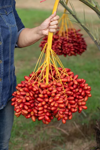 Date palms fruits on a date palms tree. grown in the north of Th