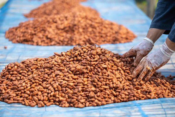 Habas de cacao, o habas de cacao secadas en una plataforma de secado a popa —  Fotos de Stock