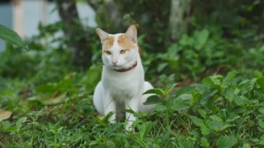 Çimenlerin üzerinde yatan çizgili şirin bir kedinin portresi. kedi kameraya bakıyor.