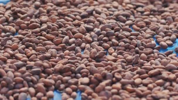 Frijoles Cacao Secos Bajo Sol Selección Granos Cacao — Vídeos de Stock