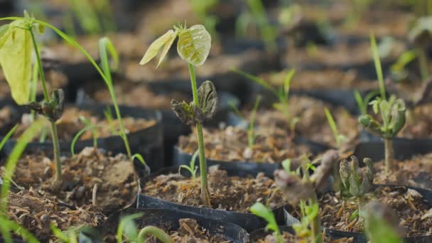 Coltivatori Cacao Ritirano Erba Dalle Piantagioni Cacao — Video Stock